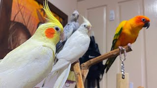 REDECORATING MY BIRDS CAGES by Aaron Lewis 731 views 2 years ago 11 minutes, 31 seconds