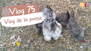 Vlog 75 : Le grand retour des vlogs et de la poisse!!