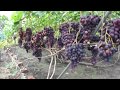 Последствия дождей на винограднике: поведение сортов
