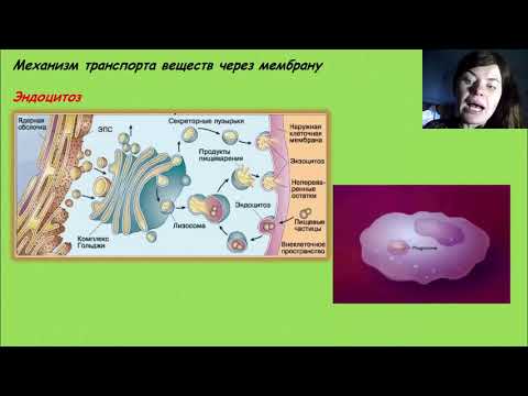 Механизм транспорта веществ через мембрану. Эндоцитоз: фагоцитоз и пиноцитоз.