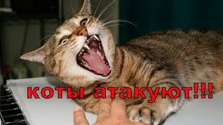 ЛУЧШИЕ ПРИКОЛЫ С КОТАМИ И КОШКАМИ 2017 ДИКИЕ КОТЫ АТАКУЮТ!!! ЛУЧШИЕ ПРИКОЛЫ С КОТАМИ И КОШКАМИ 2017 ДИКИЕ КОТЫ АТАКУЮТ!!!