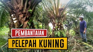 Dodos Sawit Tajam Yang Bikin Ngiler - Pruning Sawit Kalimantan