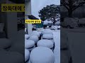 #장독대에 쌓인눈 #살구자두  #청년농부 #바우농원 #고소작업차 #호구바우 #바우농원