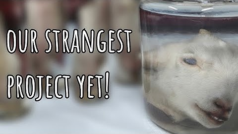 Making wet specimens | Preserving a goat head and sheep brain