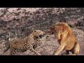 Extreme fight big leopard vs lion wild animals attack