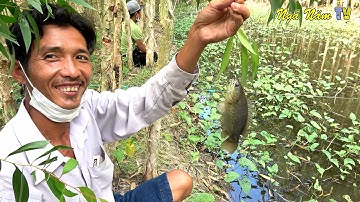 Câu Cá Rừng Tràm Củ Tỏi Lên Toàn Thứ Dữ, Bắt Cá Rô Chiên Xù, Chép Giòn Nấu Mẻ/NGÃ NĂM TV