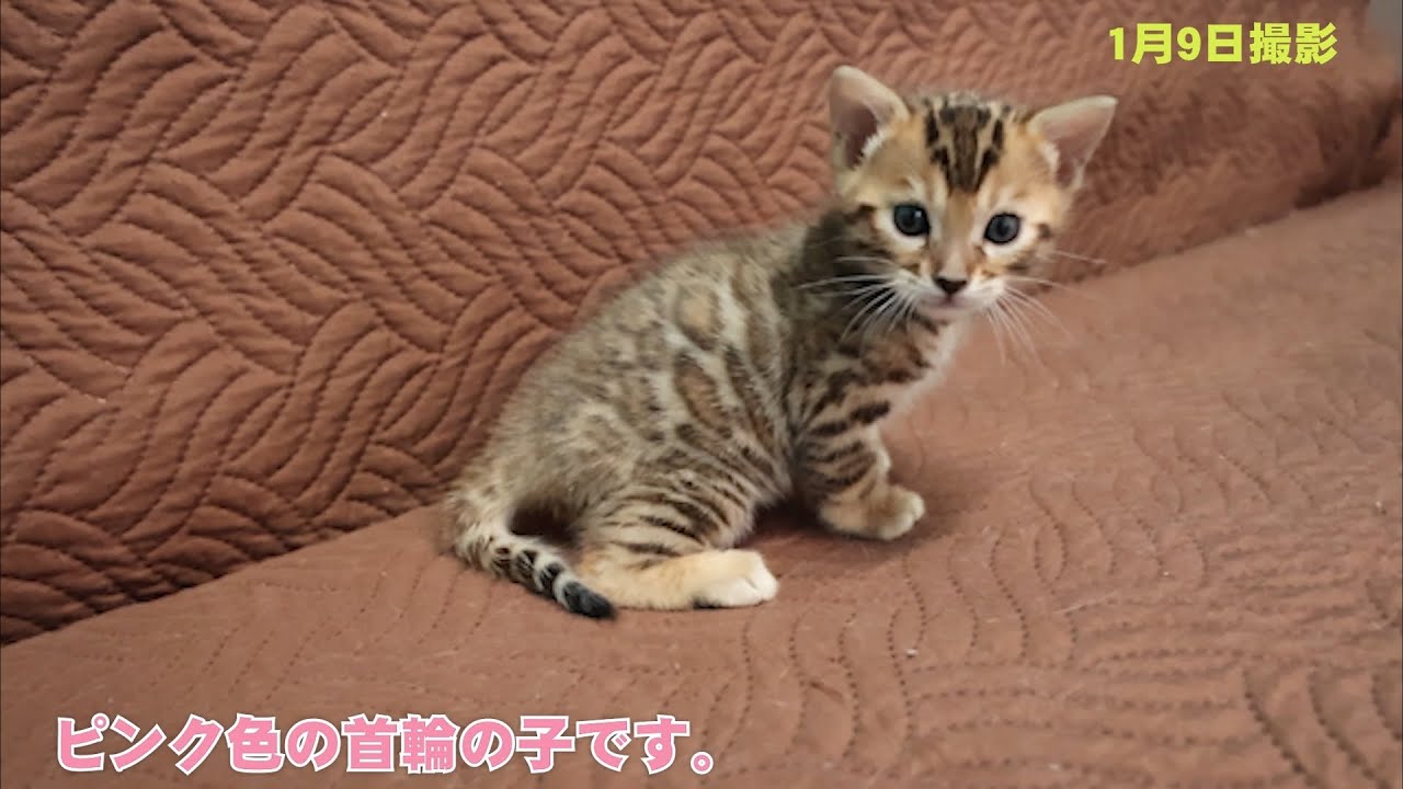 2025年12月10日生まれ　ヴィオラママの子猫①　ベンガル