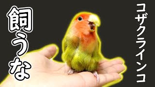 可愛いからってお迎えすると大変かもよ│コザクラインコ