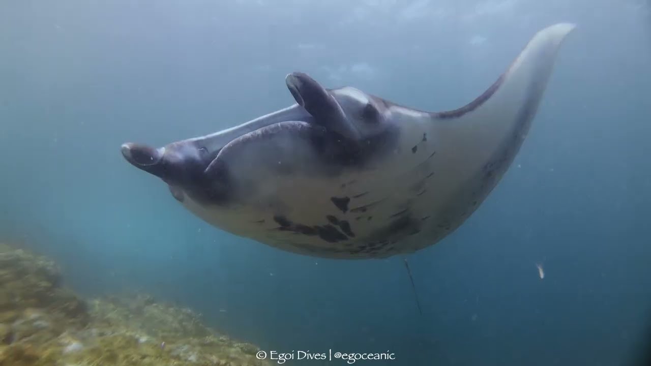 Epic Komodo Liveaboard Adventure | Mantas, Drift Dives & Stunning Reefs
