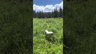 Subtle evidence in the high grass in a big meadow