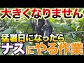 【暑さ注意報!】35℃以上の猛暑日になったら〇〇作業しないと大きく育たなくなります!