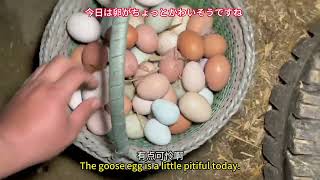 【My Farm Life｜動物たちと農家生活】このアヒルの卵は日に日に大きくなっている！ 本当に大げさだ！ サ、ハハハハ #farmsfarmers #eggs #animals #卵を集める