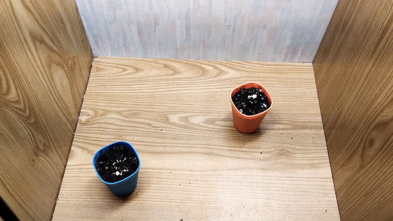 ILGM Gelato AutoFlower Mars Hydro SP150 🌱🌱                                        