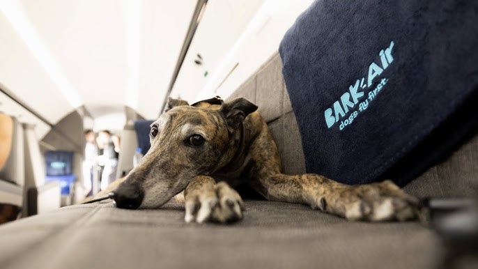 Bark Air Made An Airline Just For Dogs