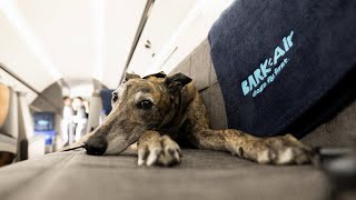 Bark Air Made An Airline Just For Dogs