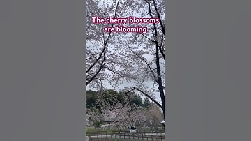 Thumbnail of Cherry Blossom Spectacular: A Springtime Symphony in Japan 🇯🇵 🌸