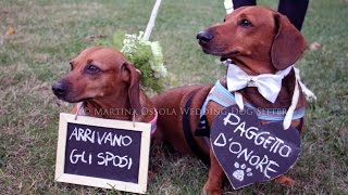 Go Pro sul cane il del tuo matrimonio wedding dog sitter gopro fetch