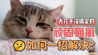 小妙招：猫咪得了猫癣不要慌，简单几招教你解决，赶紧收藏。