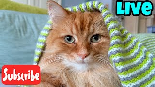 Cat Hair Everywhere - Live Stream