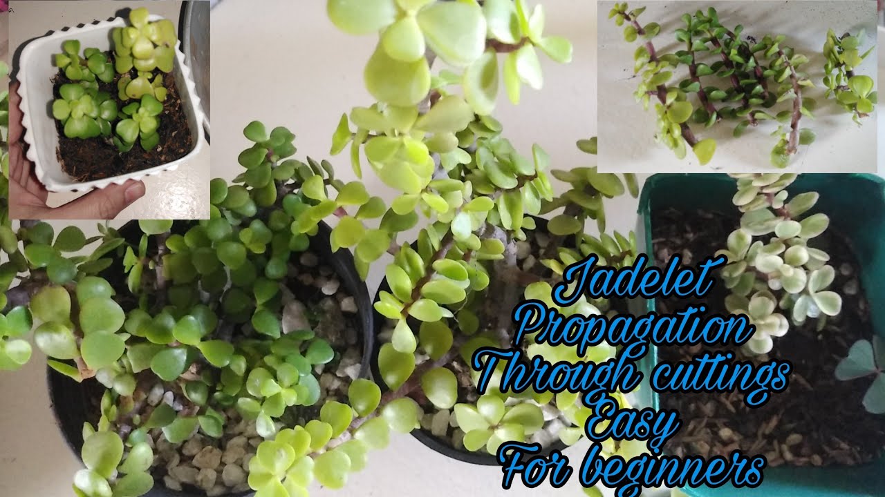 Jadelet plant🍀 easy to propagate for beginners.