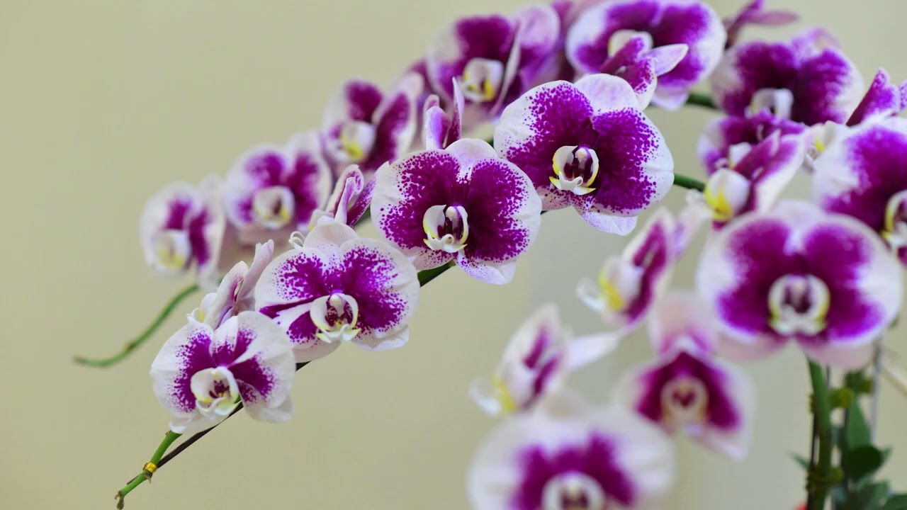 Phalaenopsis
