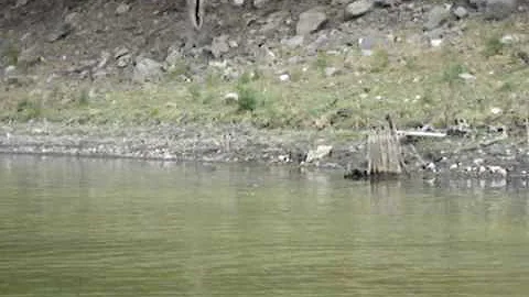 Steve Ericksen - Frog Fishing, Anderson Lake