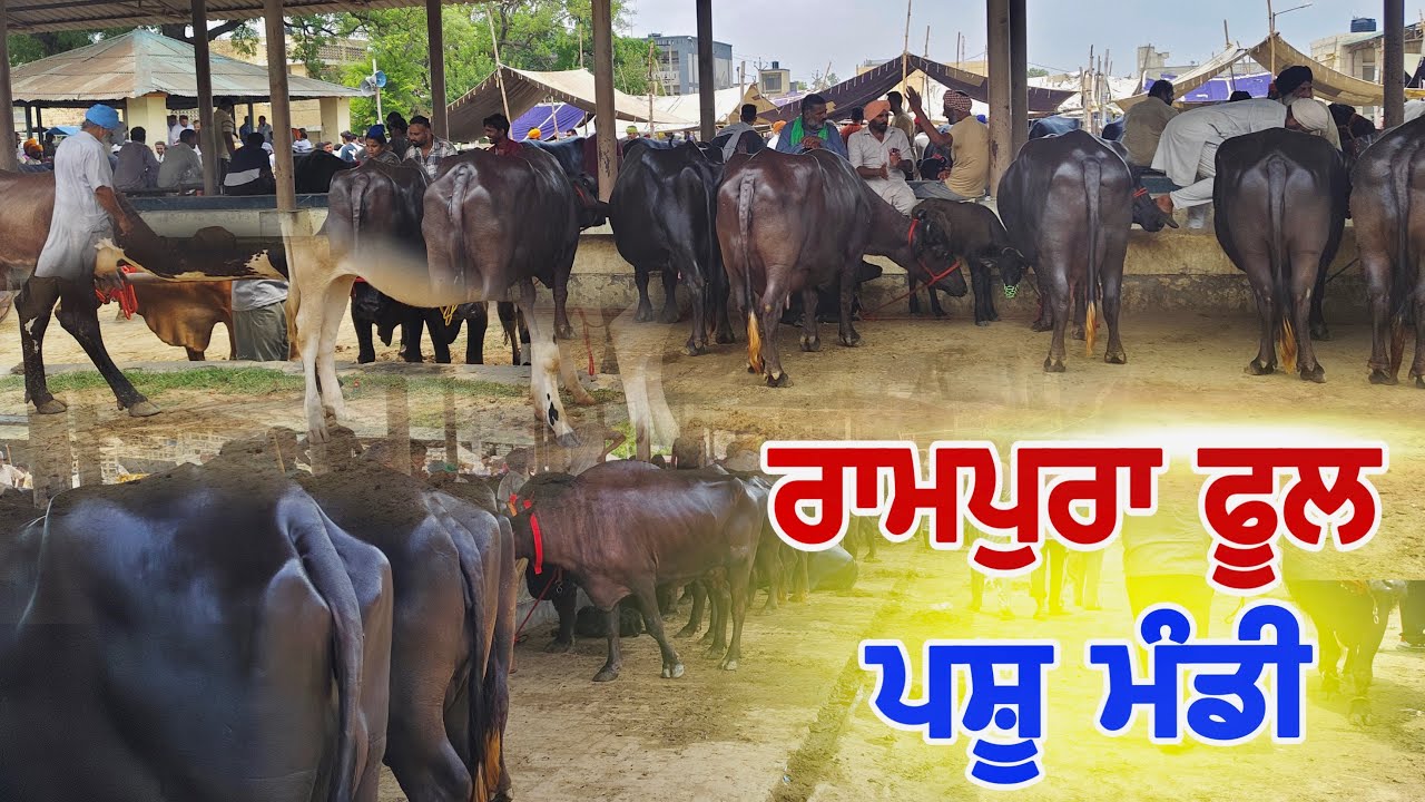 ਪਸ਼ੂ ਮੰਡੀ ਰਾਮਪੁਰਾ ਫੂਲ | punjab rampura phul pashu mandi 