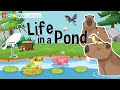 Pond Ecosystem Knowledge Assessment