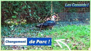 Changement de Parc pour les Canards ! Vlog 2023 !