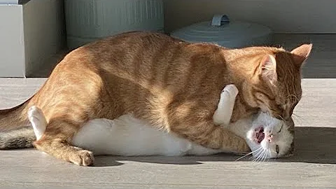 Watch the video about Cute kitten meowing | Cute kitten cutecat Funny Cats video#funny #kitten#funnycats