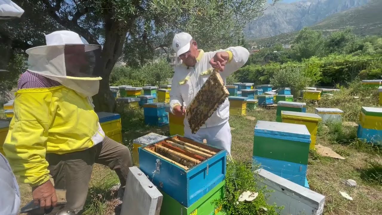 BLETARIA MUSKAJ NE DHERMI