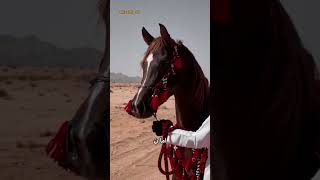 شعر بدوي حماسي حنا تربينا على رفعة الراس الشاعر الخالدي