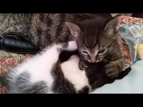Kitten Wrestling