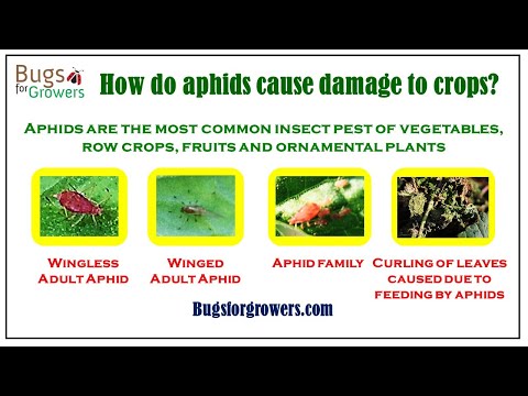 Vídeo: Nematóides de alface: gerenciando danos causados por nematóides em culturas de alface
