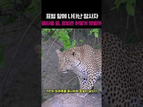 바위 내려오던 표범, 암사자와 정면으로 마주쳤다 thumbnail