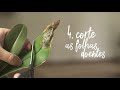 7 atitudes para ter orquídeas mais bonitas