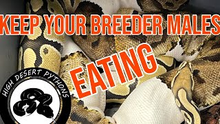 Keep your breeder males eating all year! | High Desert Pythons
