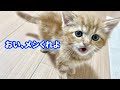 可愛すぎる鳴き声でお喋りする子猫