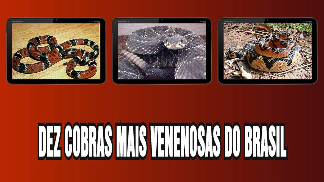 DEZ COBRAS MAIS VENENOSAS DO BRASIL