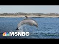 New York City's Hudson River Now Home To Dolphins