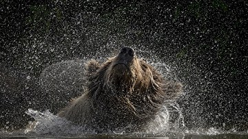 The Power of Awe in Nature | Nikon Wildlife Cinematography