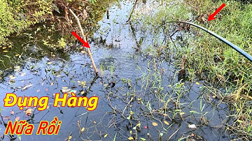 Câu Cá Rô Đồng Đi Gặp Con Kênh Mới Quá Trời Cá , Giật Toàn Cá Lóc Và Cá Rô Đồng | Huy Fishing