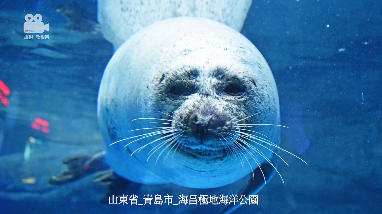山東青島海昌極地海洋公園
