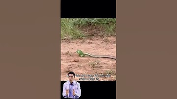 TẮC KÈ BỊ RẮN ĐUỔI THEO TẤN CÔNG