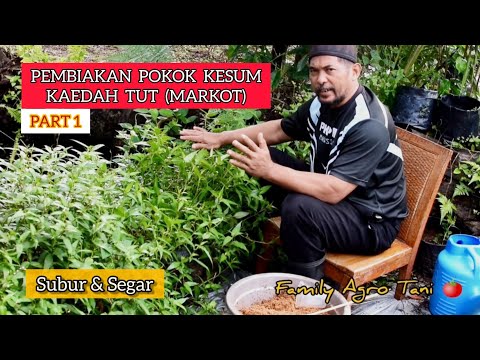 Video: Eustoma Di Siberia: Penanaman Dan Penjagaan. Kaedah Pembiakan. Ulasan Yang Semakin Meningkat