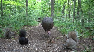 Forest Animals in Harmony   10 Hours of Turkeys, Chipmunks and Squirrels  June 28, 2021