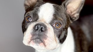 Grooming a Boston Terrier for conformation showing