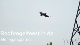 Download Lagu Roofvogelfeest in de Hellegatsplaten #1634 MP3 Download Lagu Roofvogelfeest in de Hellegatsplaten #1634 MP3