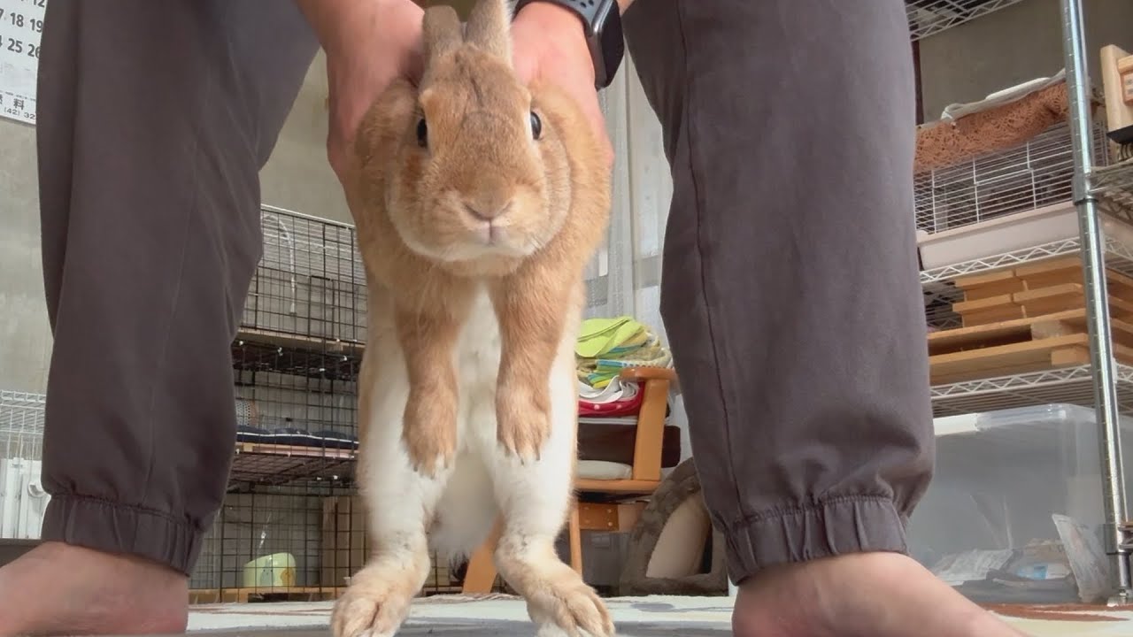 A rabbit falls into the same trap every time for five years (No