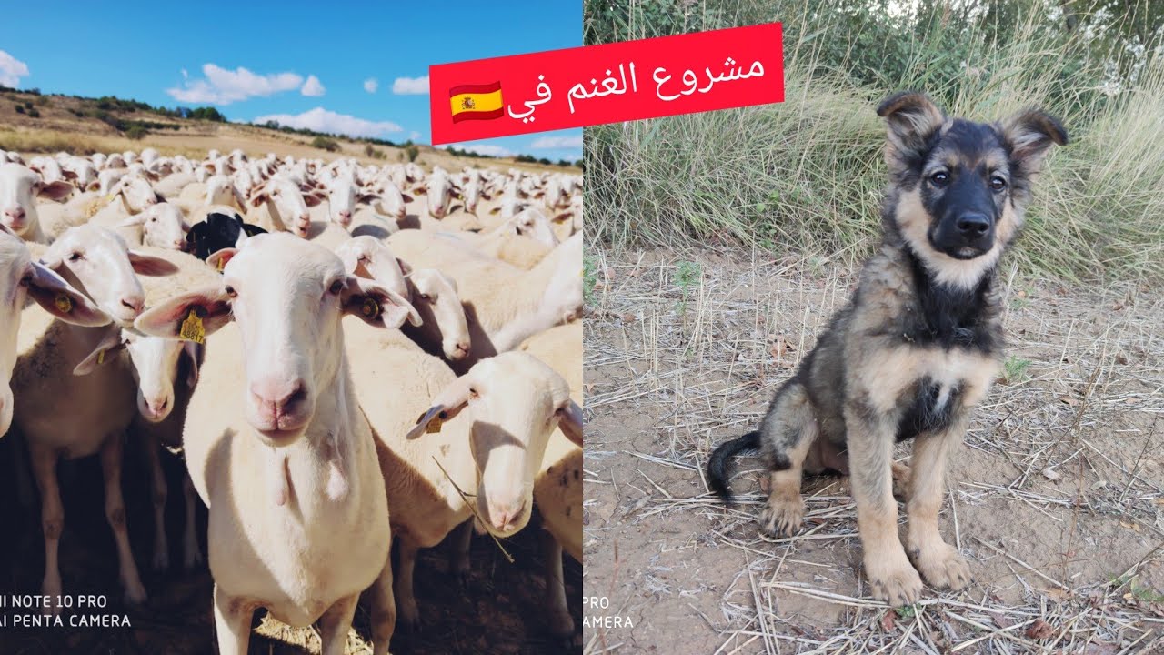 شاهد مشروع تربية الغنم في اسبانيا انتاج الحليب